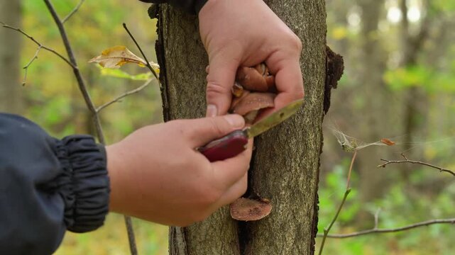 Person harvests bracket fungi from a tree trunk using a small knife in an autumn forest, close nature footage of foraging and mushroom collection outdoors