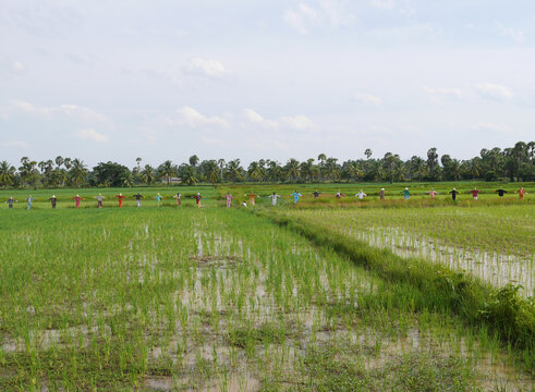 A panoramic view of a large group of colorful scarecrows standing in a row across a flooded green rice field, set against a background of palm trees under a bright sky in a rural agricultural area.
