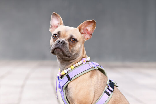 Portrait of blue fawn French Bulldog with long healthy nose wearing a dog harness and EM ceramics necklace