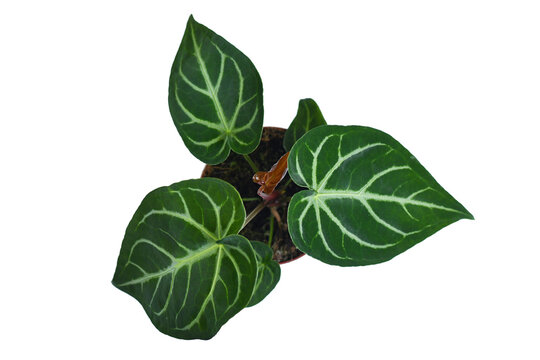 Top view Anthurium Crystallinum houseplant with lace pattern on leaves on white background
