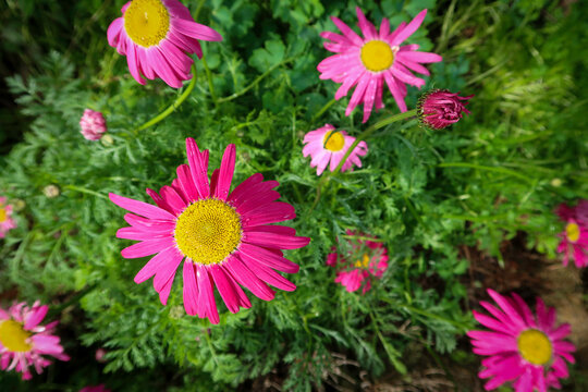 Tanacetum coccineum Robinson's Giant - a pretty perennial flower signals the arrival of spring, with its vibrant daisy-like flowers
