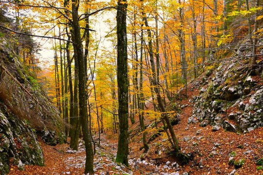 Rocky ravine with a orange colored foliage of a beech forest