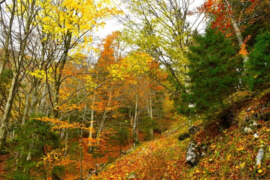 Mixed evergreen conifer and broadleaf, deciduous autumn yellow and orange colored forest