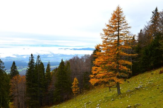 Orange covered conifer, deciduous larch tree at a meadow at Velika Poljana in Gorenjska,Slovenia
