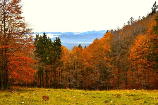 Meadow at a orange colored broadleaf, deciduous forest at Velika Poljana in Gorenjska, Slovenia