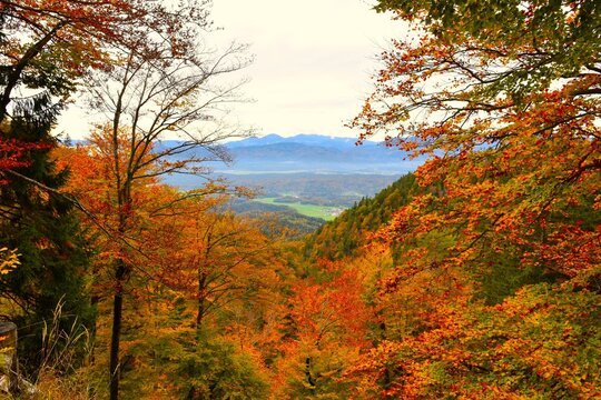 View of hills in Gorenjska, Slovenia with a orange colored autumn beech forest foliage