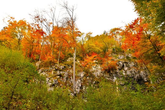 Rock cliff with red and orange colored foliage if deciduous, broadleaf trees