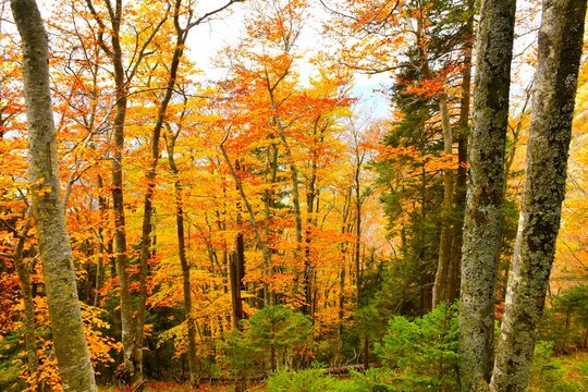 Colorful yellow orange and red colored autumn deciduous, broadleaf, temperate beech forest with conifer evergreen trees