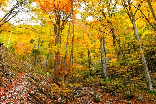 Colorful orange and yellow colored autumn deciduous, broadleaf, temperate beech forest