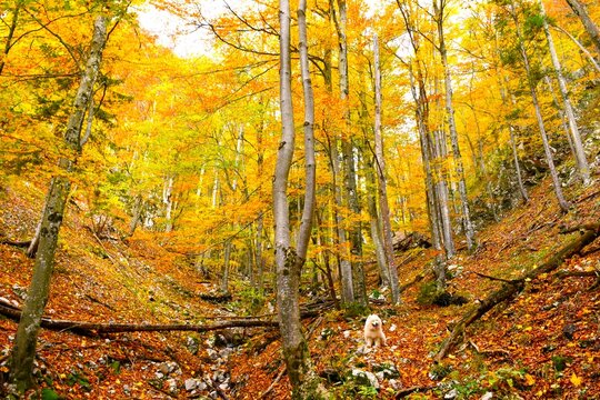 Beautiful orange and yellow colored temperate, deciduous, broadleaf beech in ravine