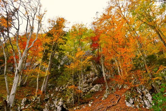 Rock cliff above a colorful orange, red and green colored foliage of a deciduous, broadleaf forest