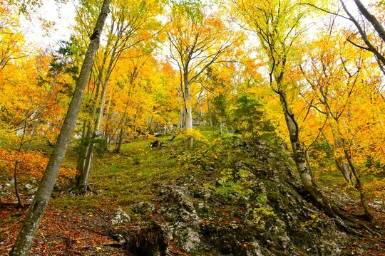 Steep slope covered in a broadleaf, deciduous beech forest in prange and yellow autumn foliage