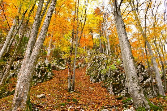Rocky steep slopes with sycamore maple and beech tree trunks and orange and yellow autumn foliage