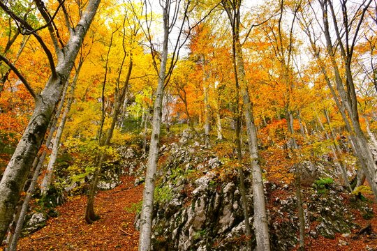 Colorful yellow and orange foliage of broadleaf beech forest on steep rocky slope