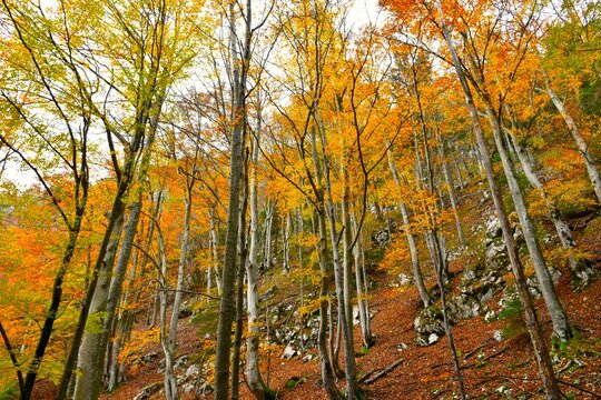 Rocky slope with a orange colored foliage of broadleaf, deciduous european beech forest