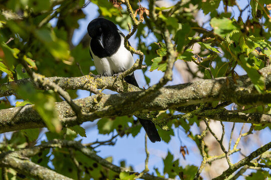 Magpie perched on a lichen-covered branch looking down