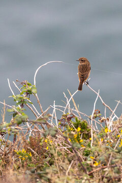 Female stonechat perched on a bare stem above gorse