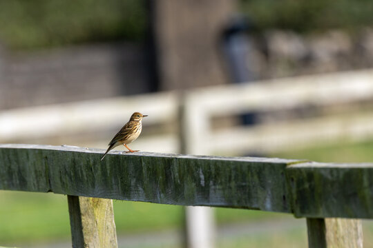 Meadow pipit perched on a wooden fence rail