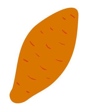 Thanksgiving sweet potato illustration isolated. Traditional holiday food design elements, clip art, hand drawn vector. Family dinner ingredient, autumn vegetable, harvest festival, farmers market