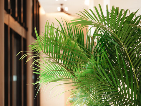 Tropical Indoor Palm Plant in White Planter Along Modern Building Corridor