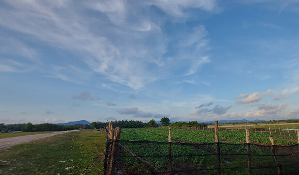 A wide-angle landscape shot of a green vegetable crop field enclosed by a rustic wooden fence, set against a backdrop of distant hills under a dramatic blue sky with wispy clouds in the countryside.