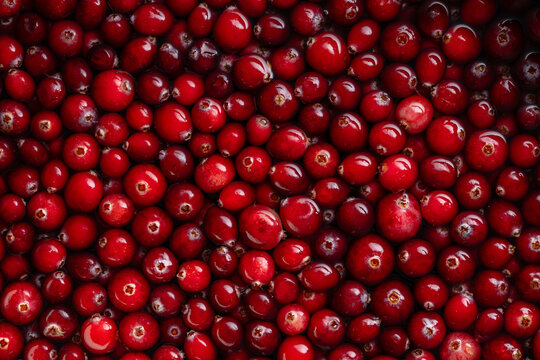 Fresh red cranberries texture background, closeup. Abundance of ripe organic red cranberries floating in water, detailed full frame macro