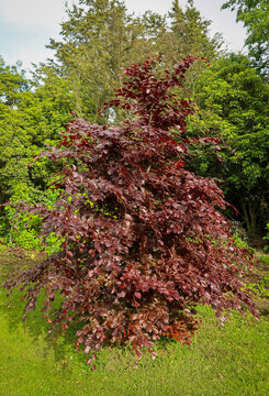 Fagus sylvatica 'Purpurea'. Copper Beech. An eight year old tree, growing in a New Zealand garden, looks fabulous in spring with its new coppery foliage.