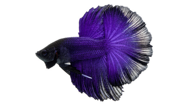 Vibrant purple betta fish with flowing fins, isolated on transparent background