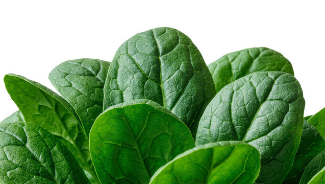Fresh green spinach leaves with visible veins, isolated on transparent background