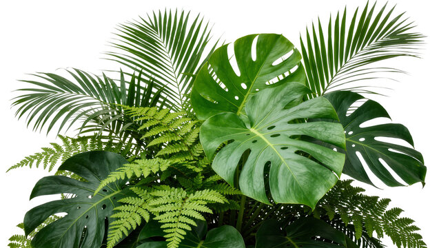 Lush green monstera palm and fern leaves arranged together, isolated on transparent background