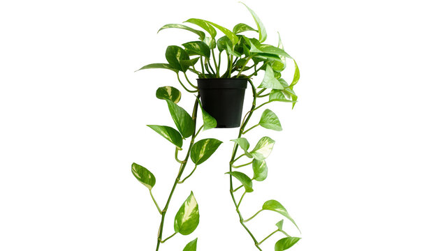 Green pothos plant in black pot cascading vines with variegated leaves, isolated on transparent background