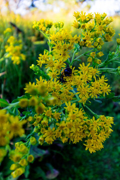 Late Summer at Smith Cemetery State Nature Preserve, Plain City, Ohio