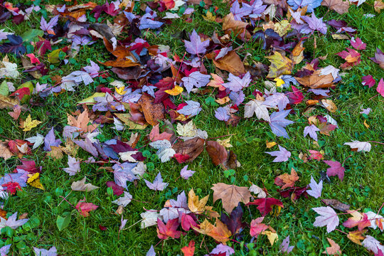 Wiese mit bunten Herbstbl&auml;ttern