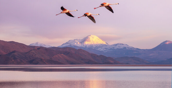 Flamingo