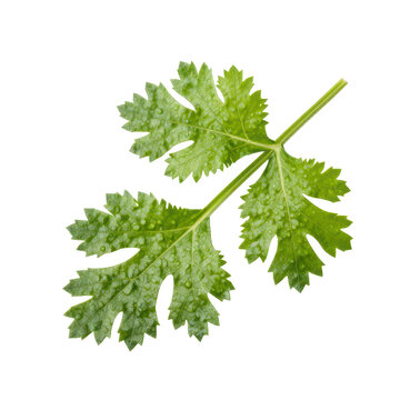 Fresh green coriander leaf isolated on black background