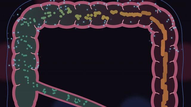 Anatomy of the human digestion system. Wider tube of the large intestine absorbing water and forming stool