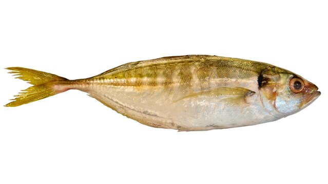 The Selar fish&mdash;scientifically known as Atule mate&mdash;is a small-sized marine fish commonly found along coastal areas, and it belongs to the family Carangidae isolated white background