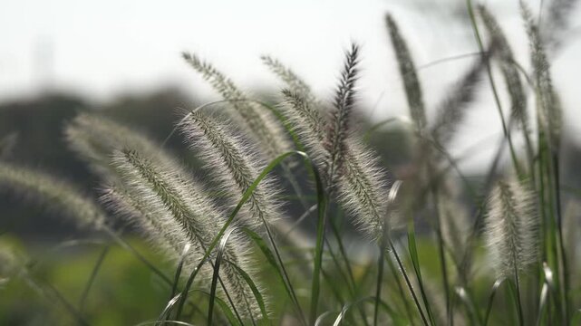 Cinematic close-up of Purple Fountain Grass Plumes on a bright day in Shanghai, China(4K)