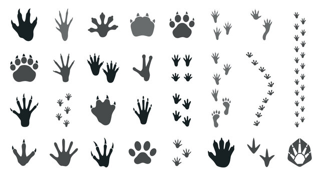 Minimal Gray Reptile Tracks and Footprint Silhouettes for Wildlife Logo and Stock Vector Design