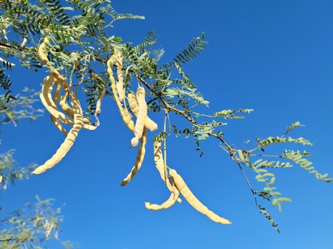 Detailed close-up of golden mesquite seed pods showcasing their curved forms, fine textures, and warm desert tones, captured in Phoenix, Arizona for botanical and nature photography collections
