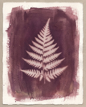 Beet-violet anthotype of a fern leaf