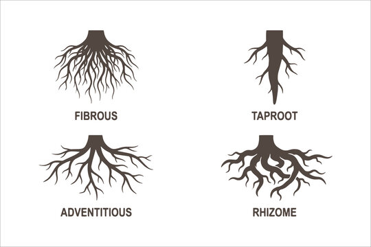 Illustration of four types of plant root systems comparison diagram