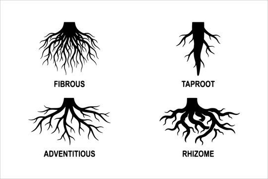 Illustration of four types of plant root systems including fibrous, taproot, adventitious, and rhizome