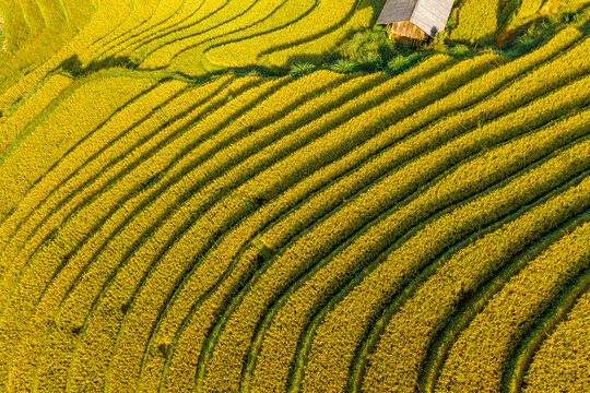 Aerial view of golden rice terraces at Mu Cang Chai town near Sapa city, North of Vietnam. Beautiful terraced rice field in harvest season in Lao Cai province.
