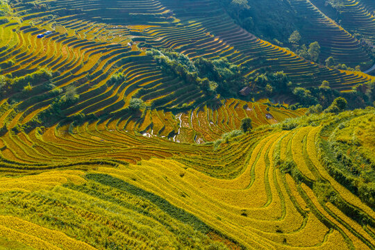 Aerial view of golden rice terraces at Mu Cang Chai town near Sapa city, North of Vietnam. Beautiful terraced rice field in harvest season in Lao Cai province.