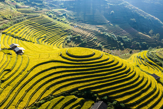 Aerial view of golden rice terraces at Mu Cang Chai town near Sapa city, North of Vietnam. Beautiful terraced rice field in harvest season in Lao Cai province.