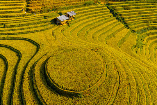 Aerial view of golden rice terraces at Mu Cang Chai town near Sapa city, North of Vietnam. Beautiful terraced rice field in harvest season in Lao Cai province.