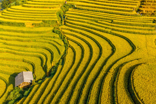 Aerial view of golden rice terraces at Mu Cang Chai town near Sapa city, North of Vietnam. Beautiful terraced rice field in harvest season in Lao Cai province.