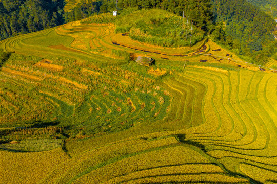 Aerial view of golden rice terraces at Mu Cang Chai town near Sapa city, North of Vietnam. Beautiful terraced rice field in harvest season in Lao Cai province.