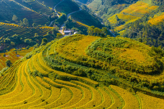 Aerial view of golden rice terraces at Mu Cang Chai town near Sapa city, North of Vietnam. Beautiful terraced rice field in harvest season in Lao Cai province.